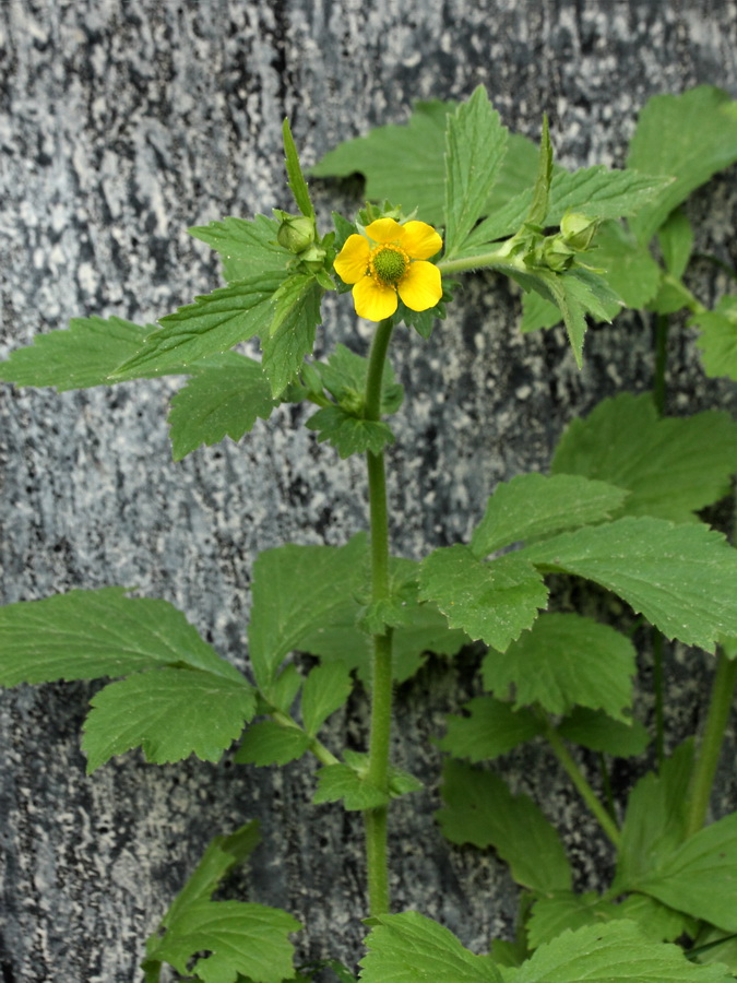 Изображение особи Geum aleppicum.