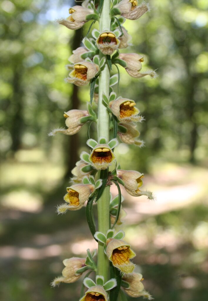 Изображение особи Digitalis ferruginea.