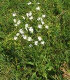 Cichorium intybus