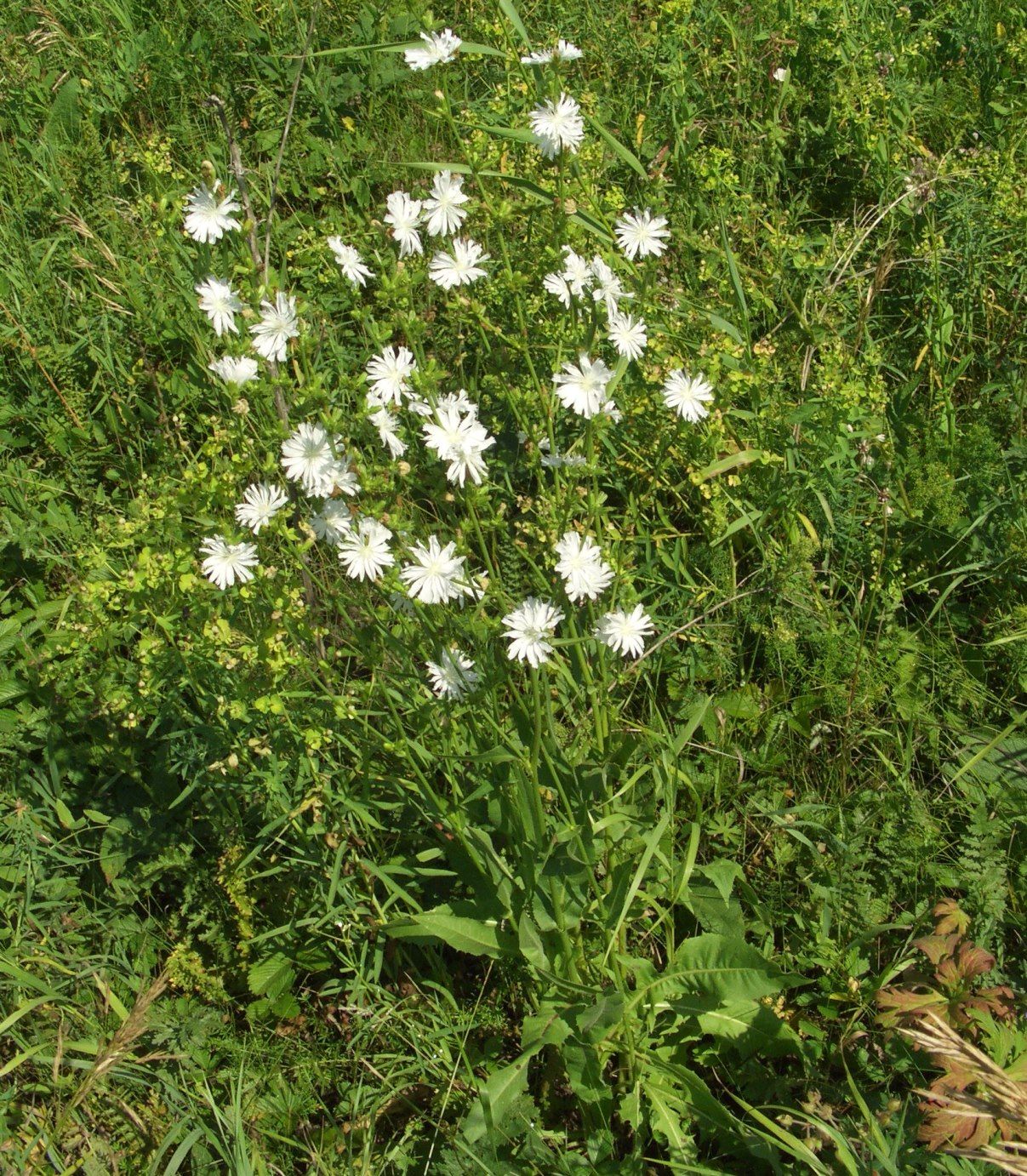 Image of Cichorium intybus specimen.