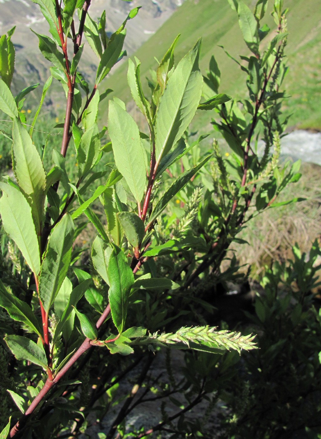 Image of Salix kazbekensis specimen.