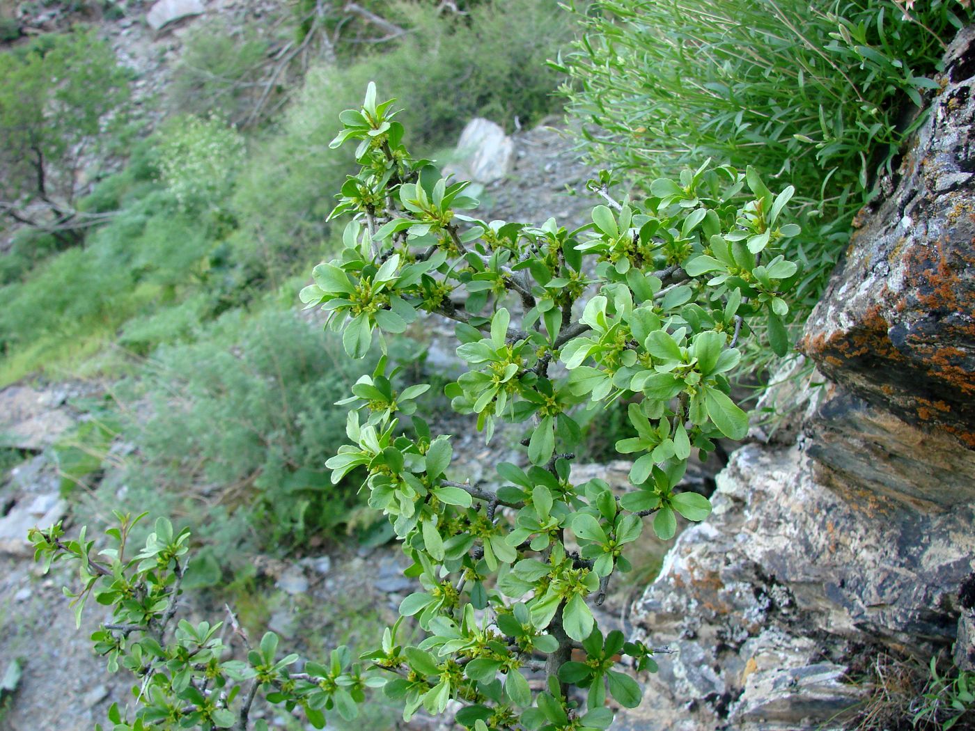 Изображение особи Rhamnus songorica.