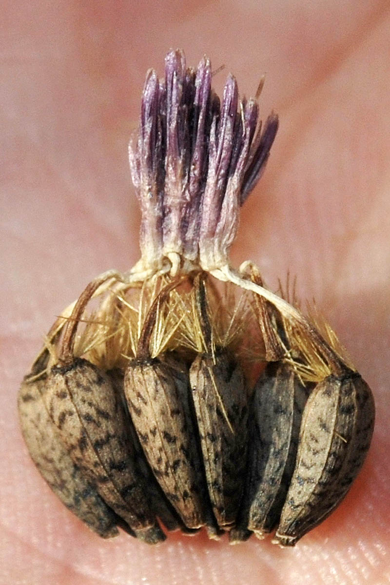 Image of Arctium leiospermum specimen.