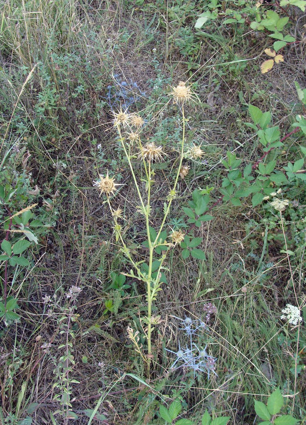 Image of Centaurea sosnovskyi specimen.