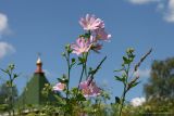 Malva thuringiaca