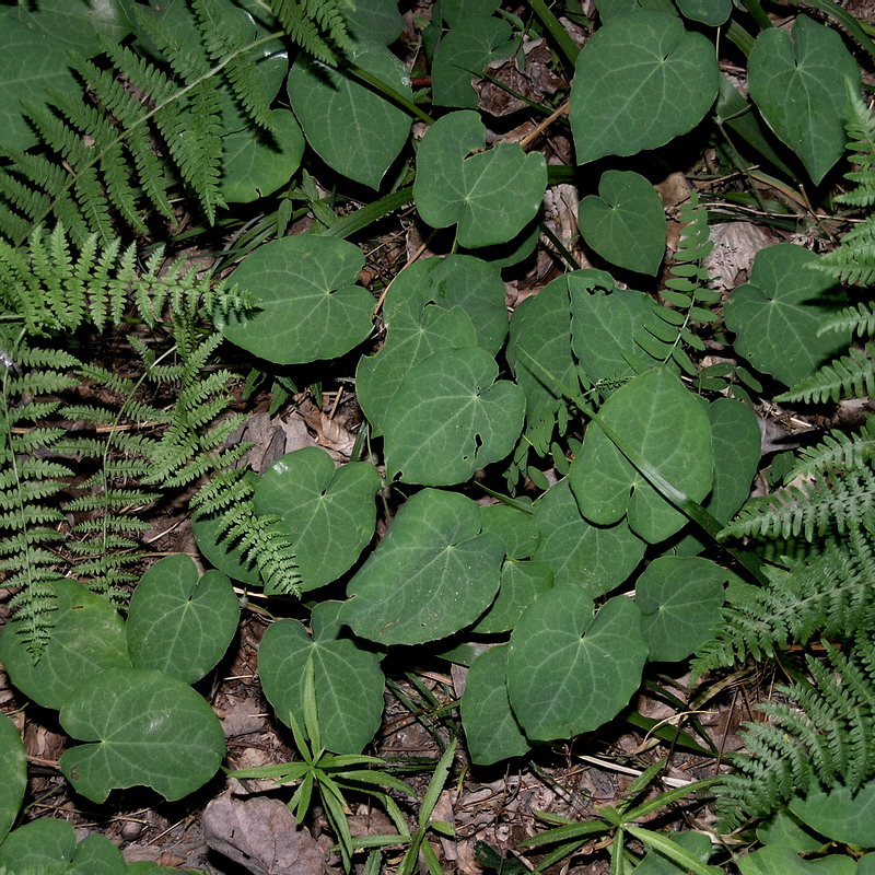 Image of Epimedium colchicum specimen.