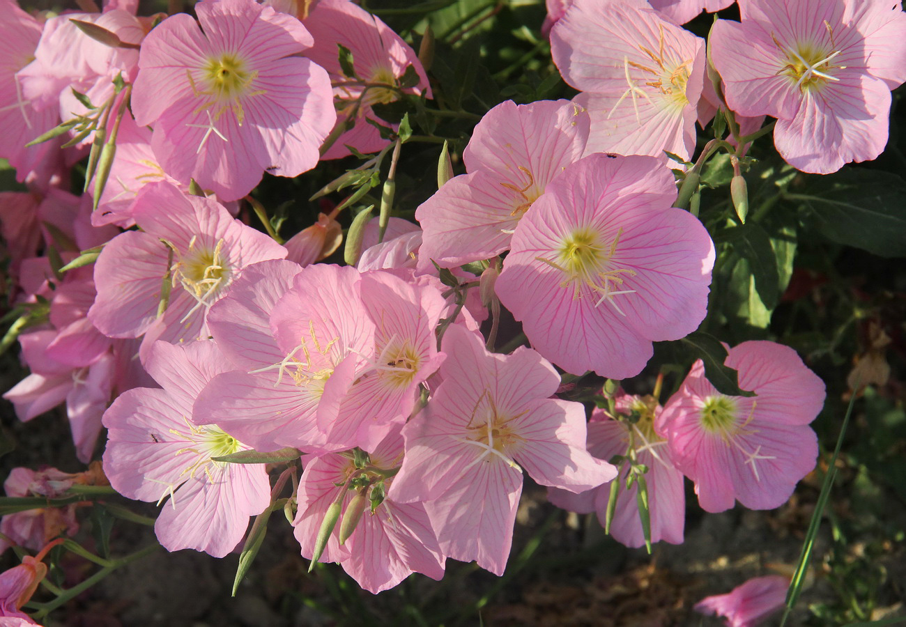 Image of Oenothera speciosa specimen.