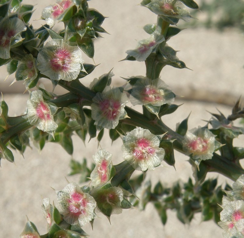 Изображение особи Salsola pontica.