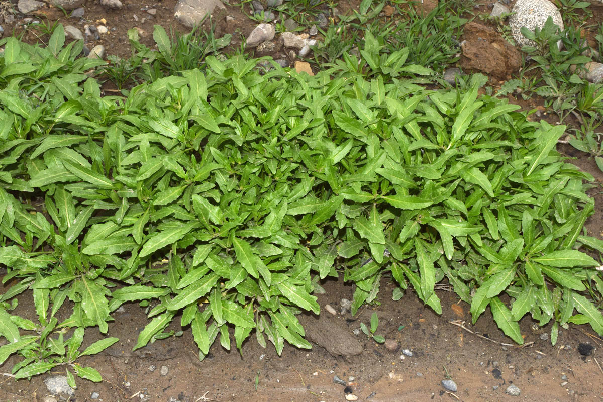 Image of Euclidium syriacum specimen.