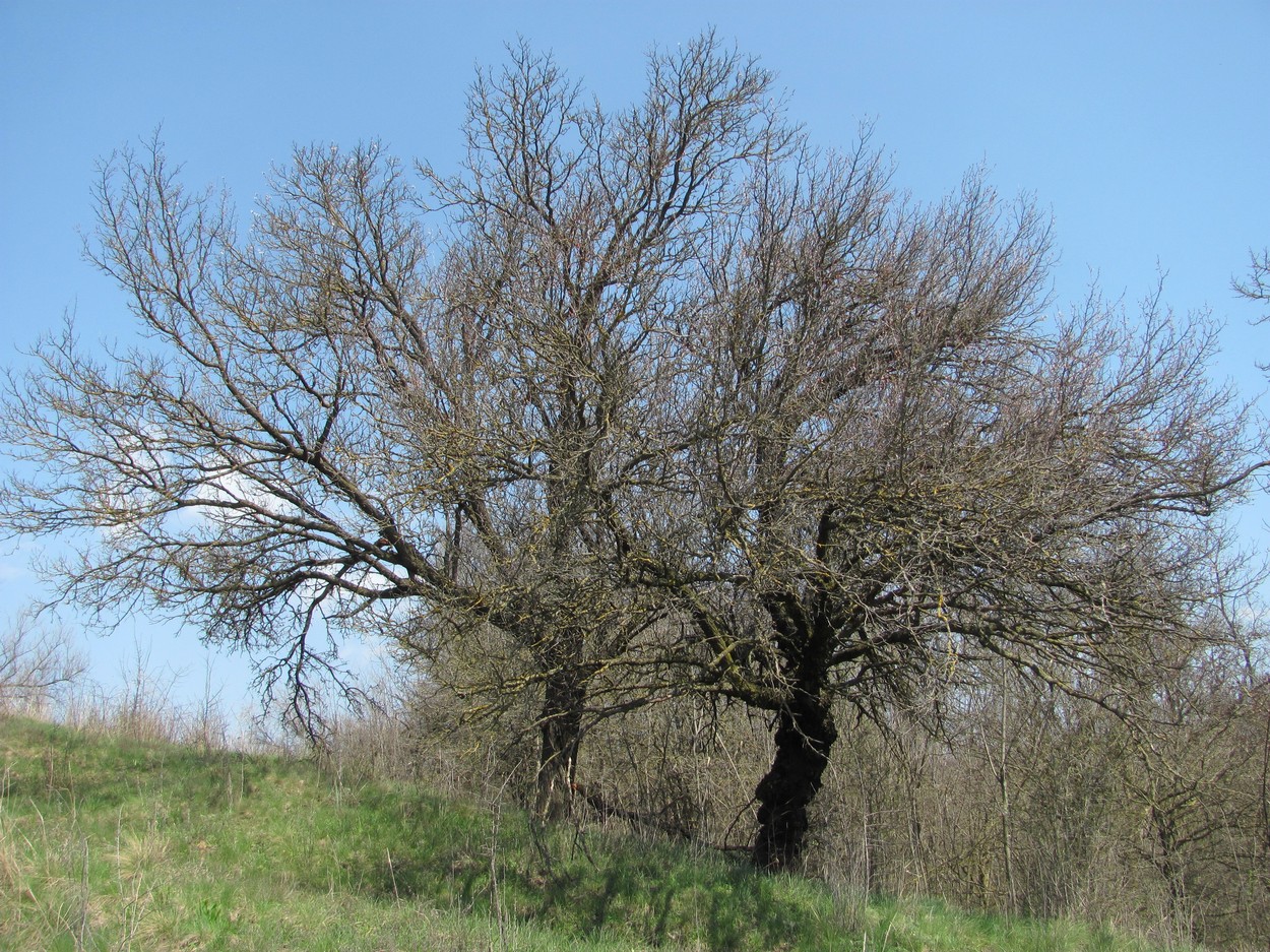 Image of Armeniaca vulgaris specimen.