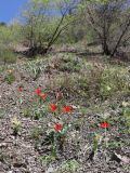 Tulipa butkovii. Цветущие растения. Узбекистан, Ташкентская обл., Чаткальский хребет, горный массив Чимган, урочище Гулькам, 1225 м н.у.м., крутой каменистый склон. 27.04.2021.