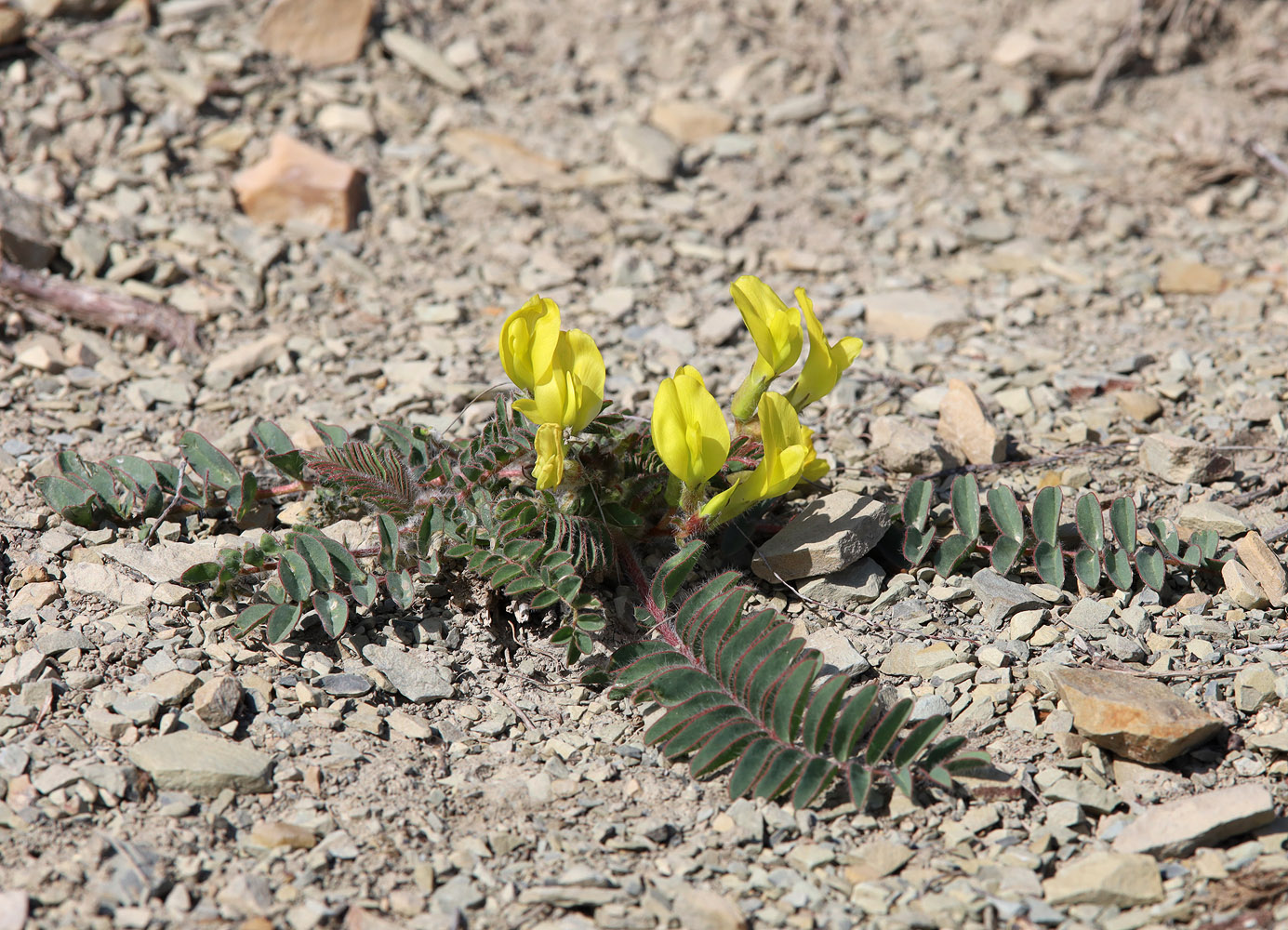 Изображение особи Astragalus utriger.