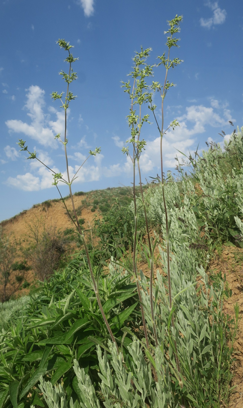 Изображение особи Silene chersonensis.