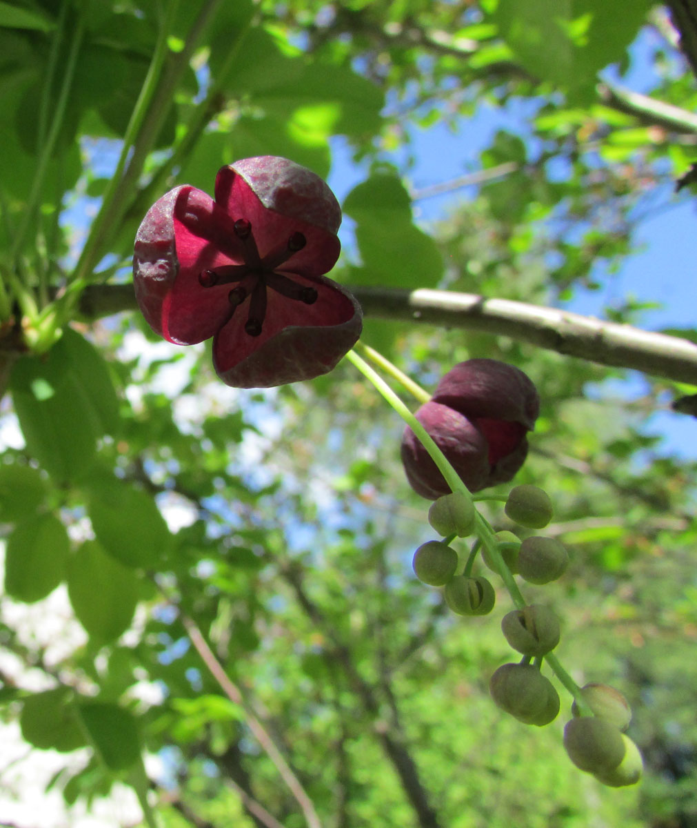 Изображение особи Akebia quinata.