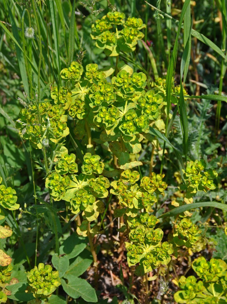 Изображение особи Euphorbia helioscopia.