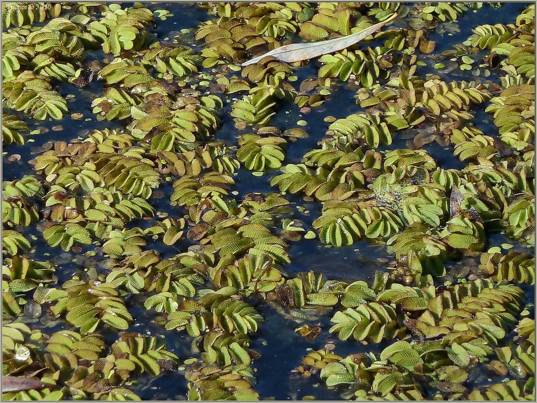 Image of Salvinia natans specimen.