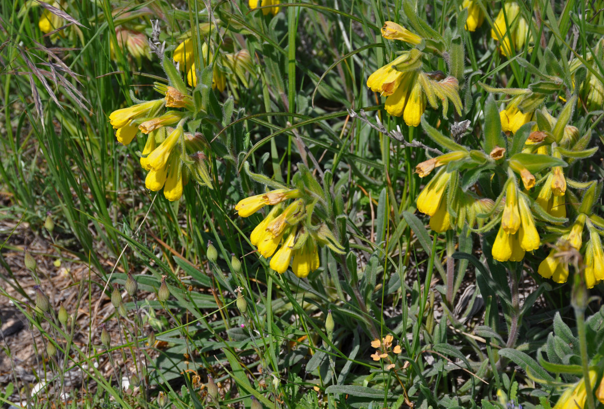 Image of Onosma taurica specimen.