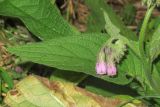 Symphytum officinale. Часть побега с соцветием. Германия, г. Heidelberg, Rohrbach, пустырь вдоль железнодорожного полотна. 03.08.2012.