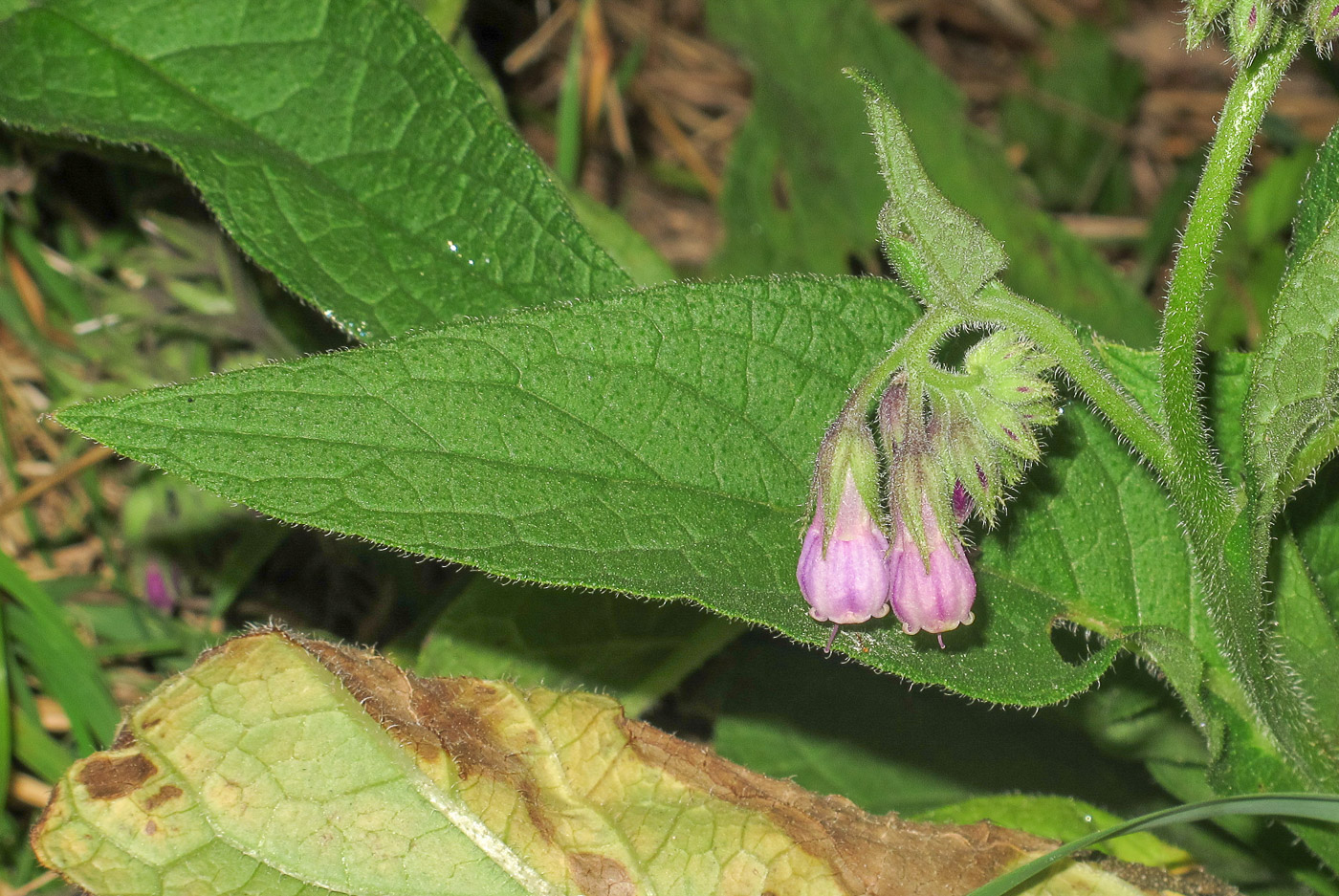 Image of Symphytum officinale specimen.