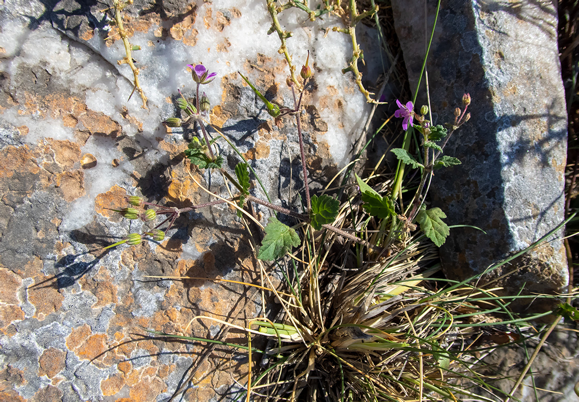 Изображение особи Erodium malacoides.