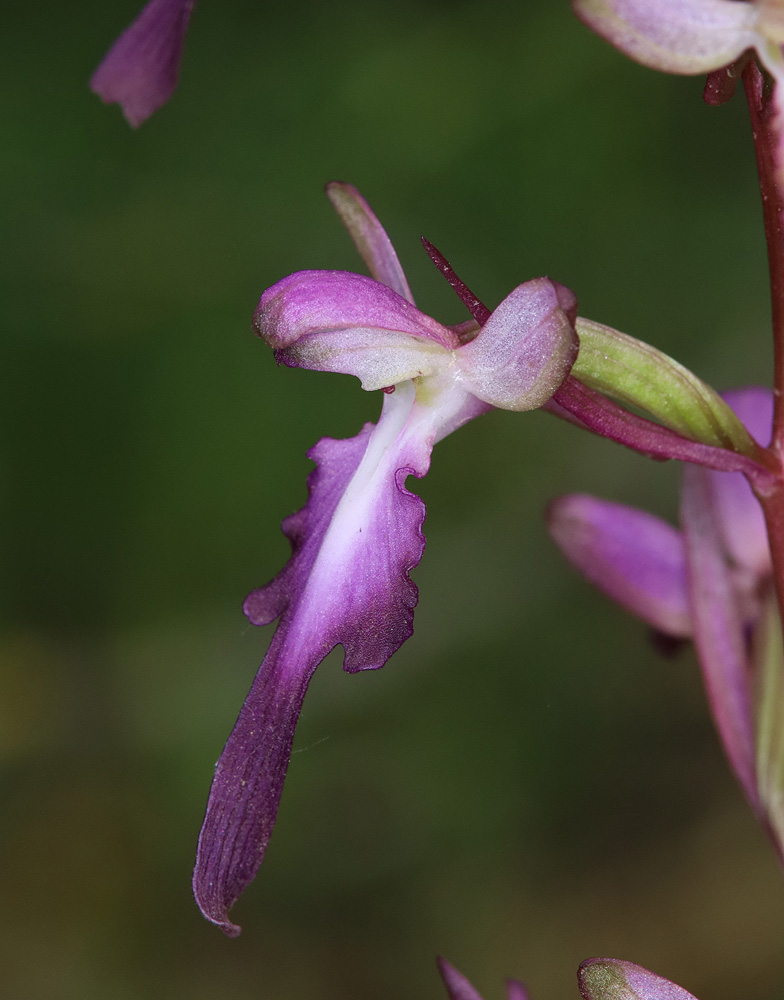 Изображение особи Himantoglossum formosum.