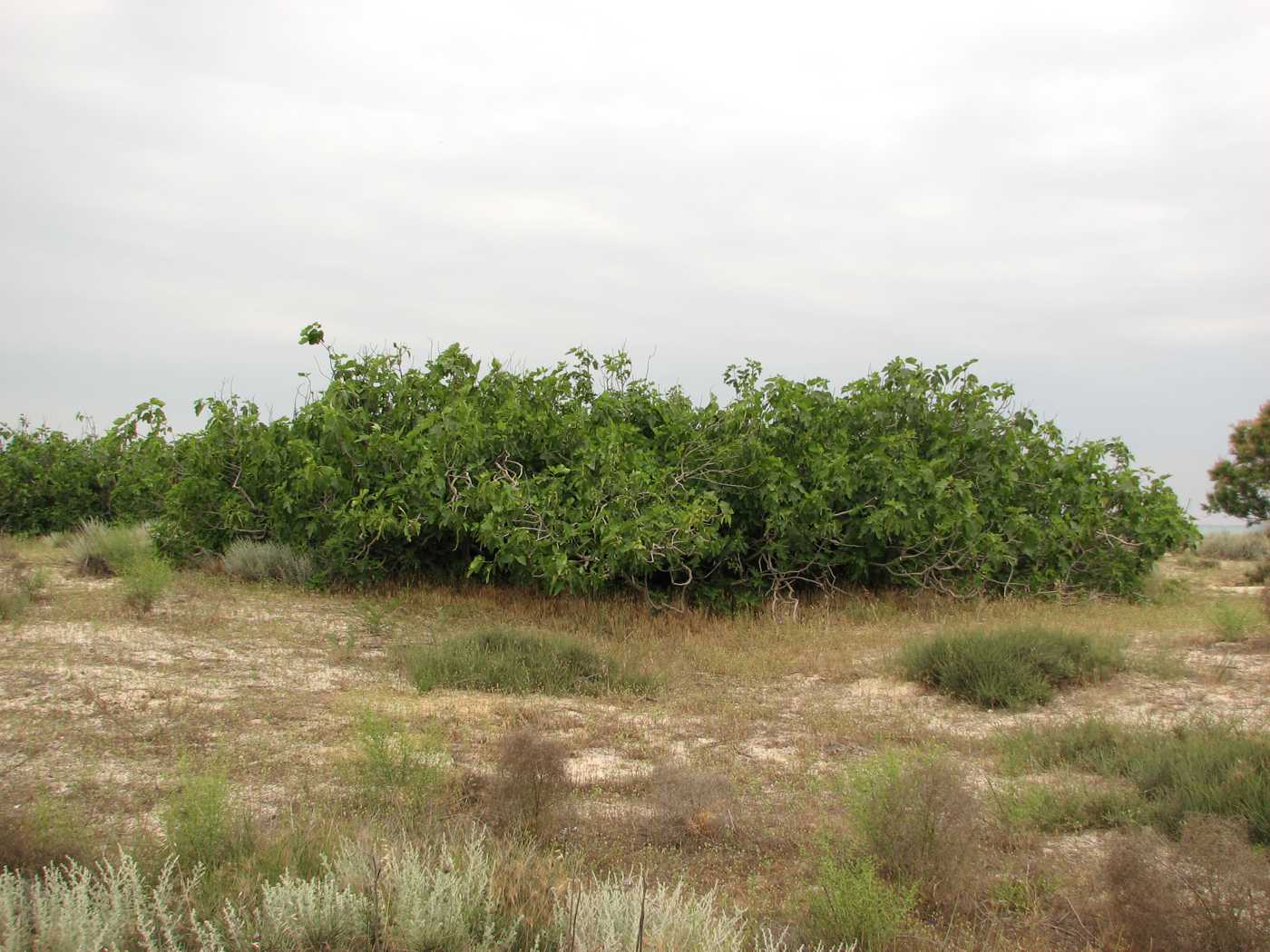 Image of Ficus carica specimen.