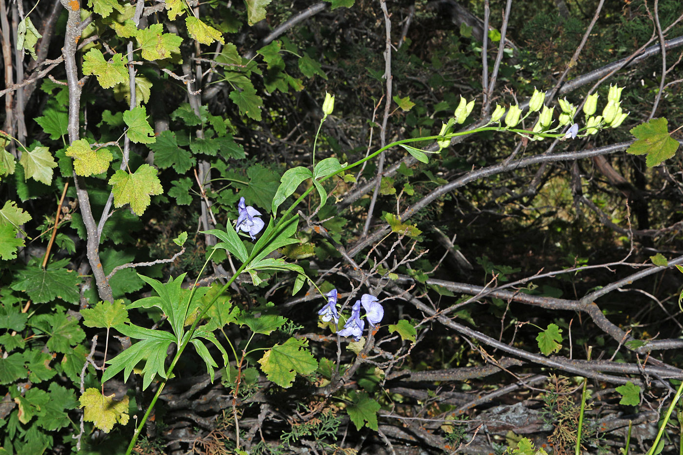 Изображение особи Aconitum talassicum.