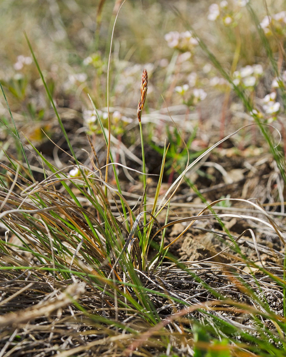 Изображение особи род Carex.