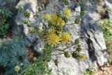 Centaurea salonitana