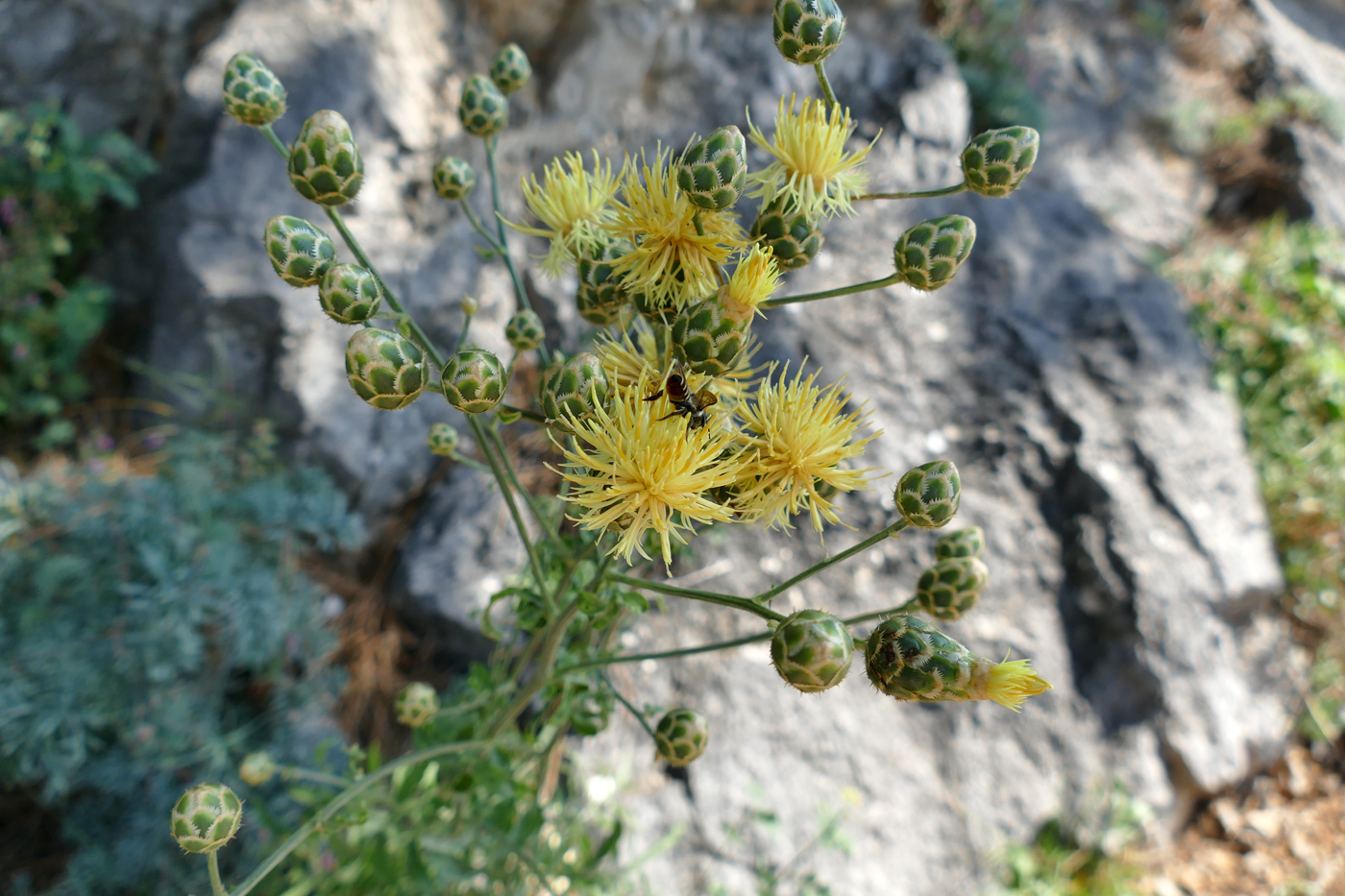 Image of Centaurea salonitana specimen.