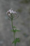 Cardamine macrophylla