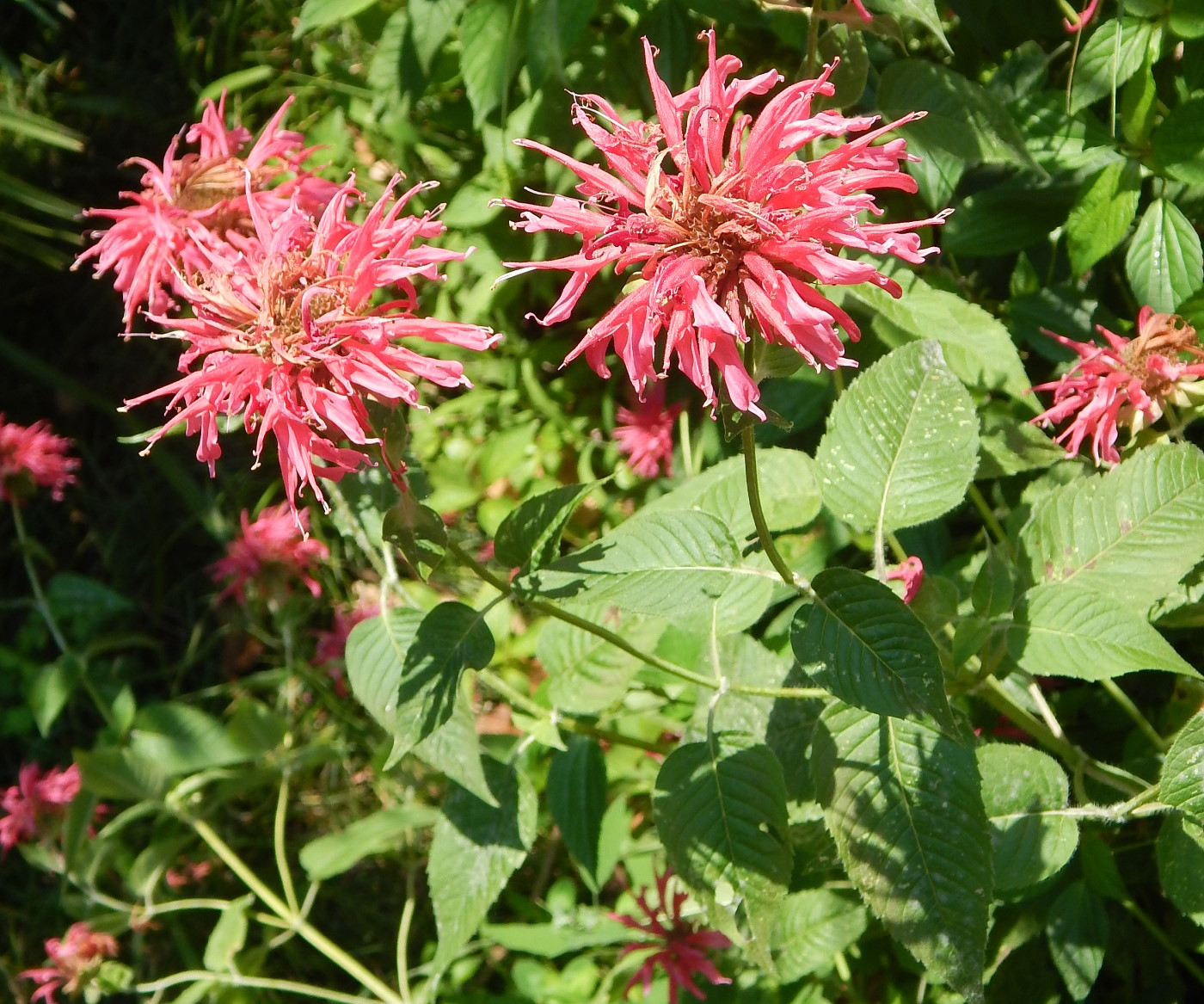 Image of Monarda fistulosa specimen.