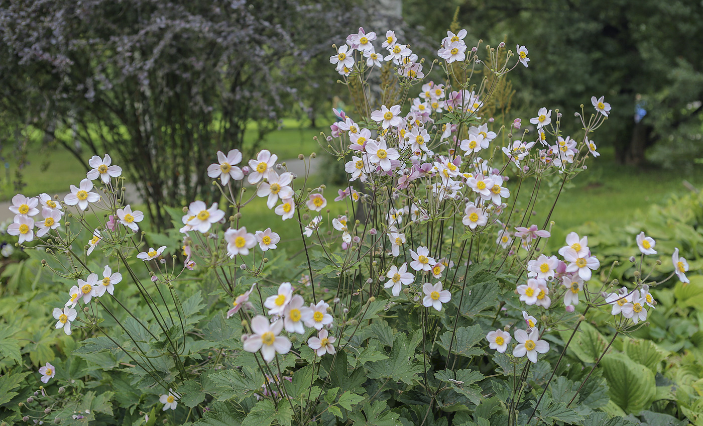 Изображение особи Anemone hupehensis.