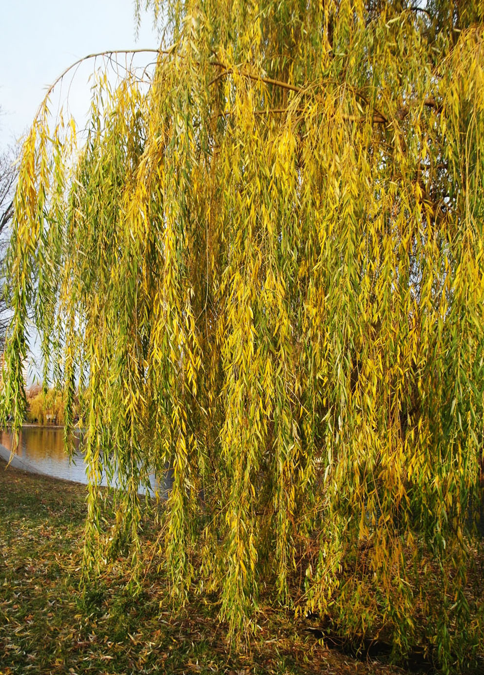 Image of Salix babylonica specimen.