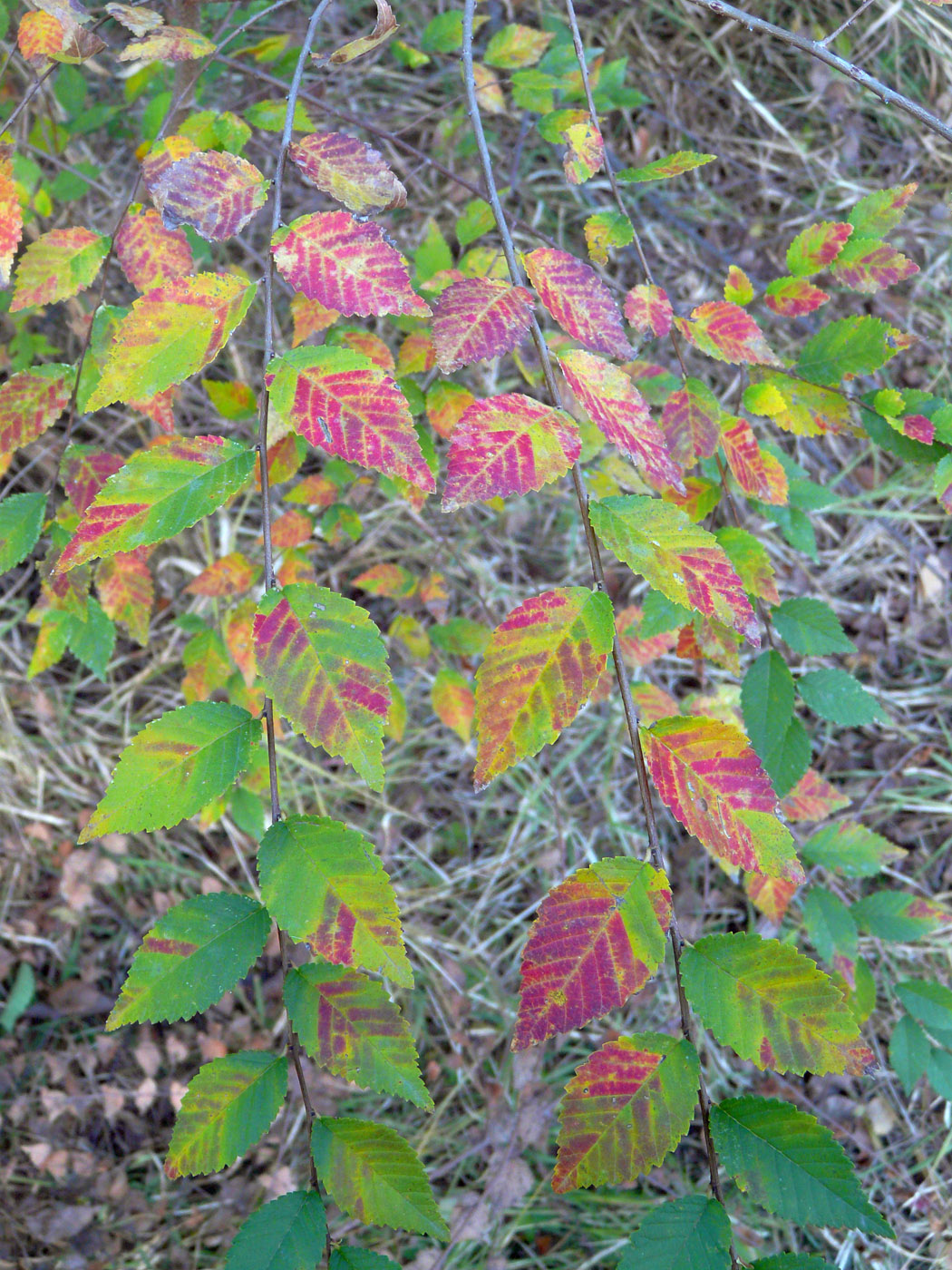 Image of Ulmus pumila specimen.