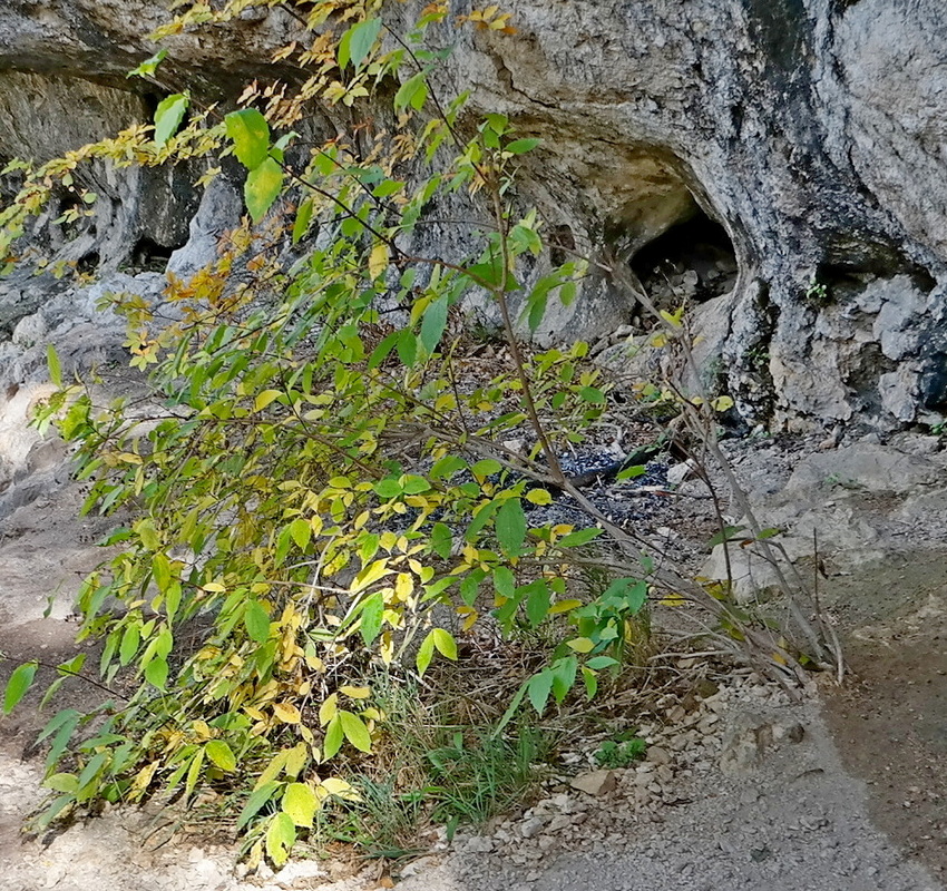 Image of Philadelphus caucasicus specimen.