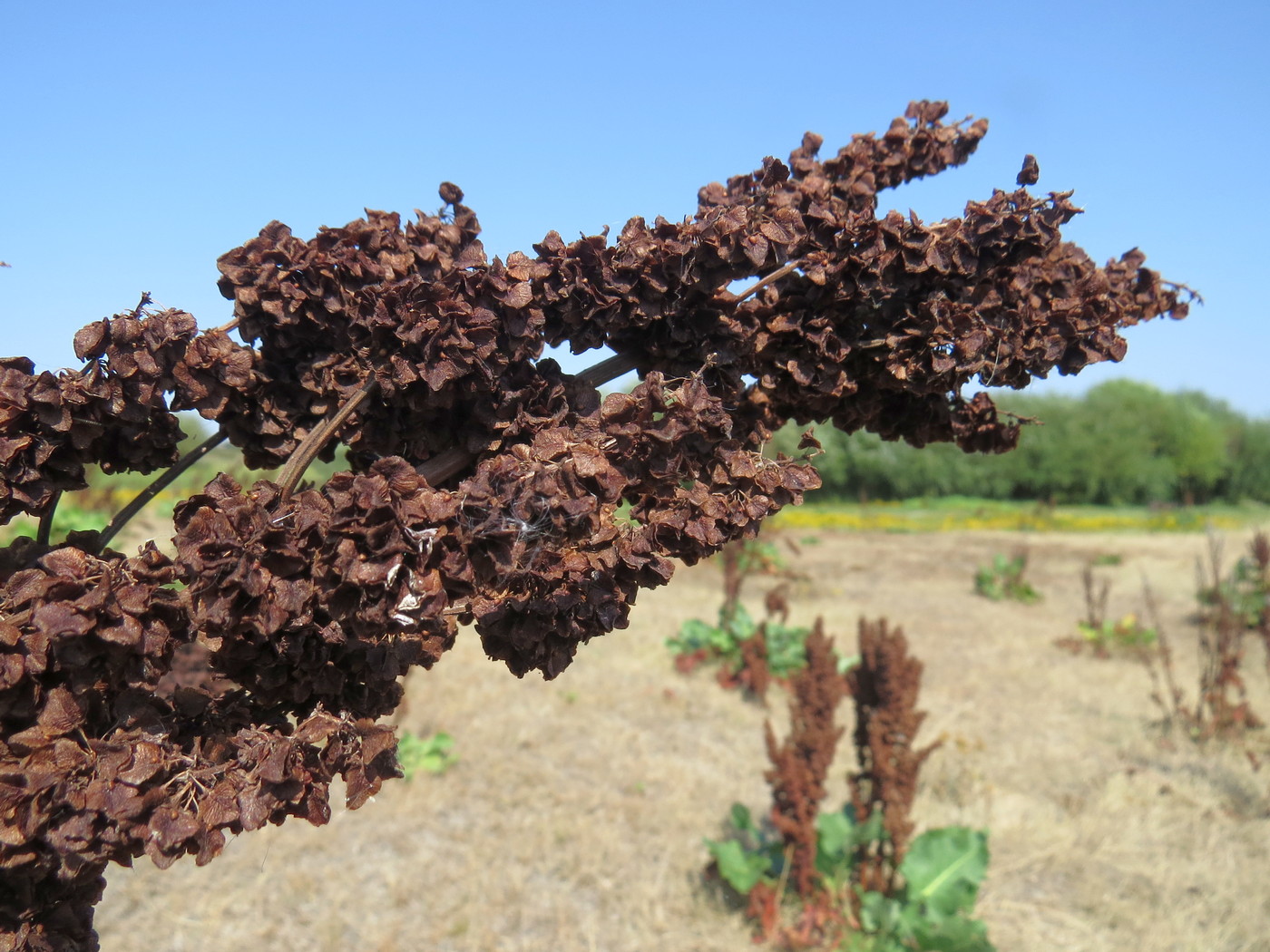 Image of Rumex confertus specimen.