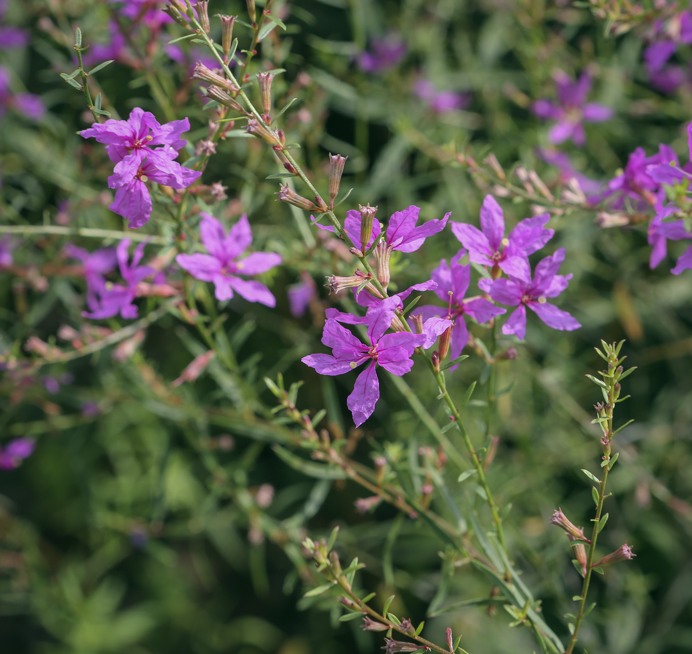 Изображение особи Lythrum virgatum.