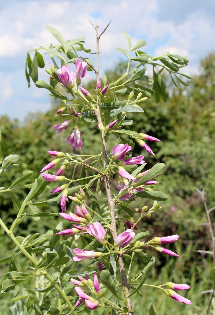 Image of Halimodendron halodendron specimen.