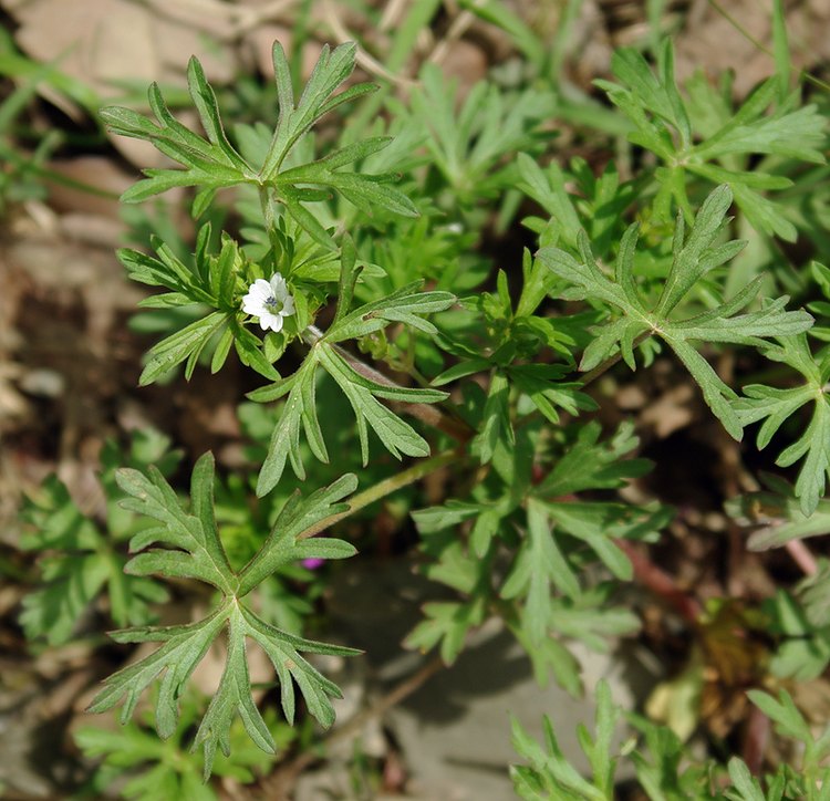 Изображение особи Geranium dissectum.