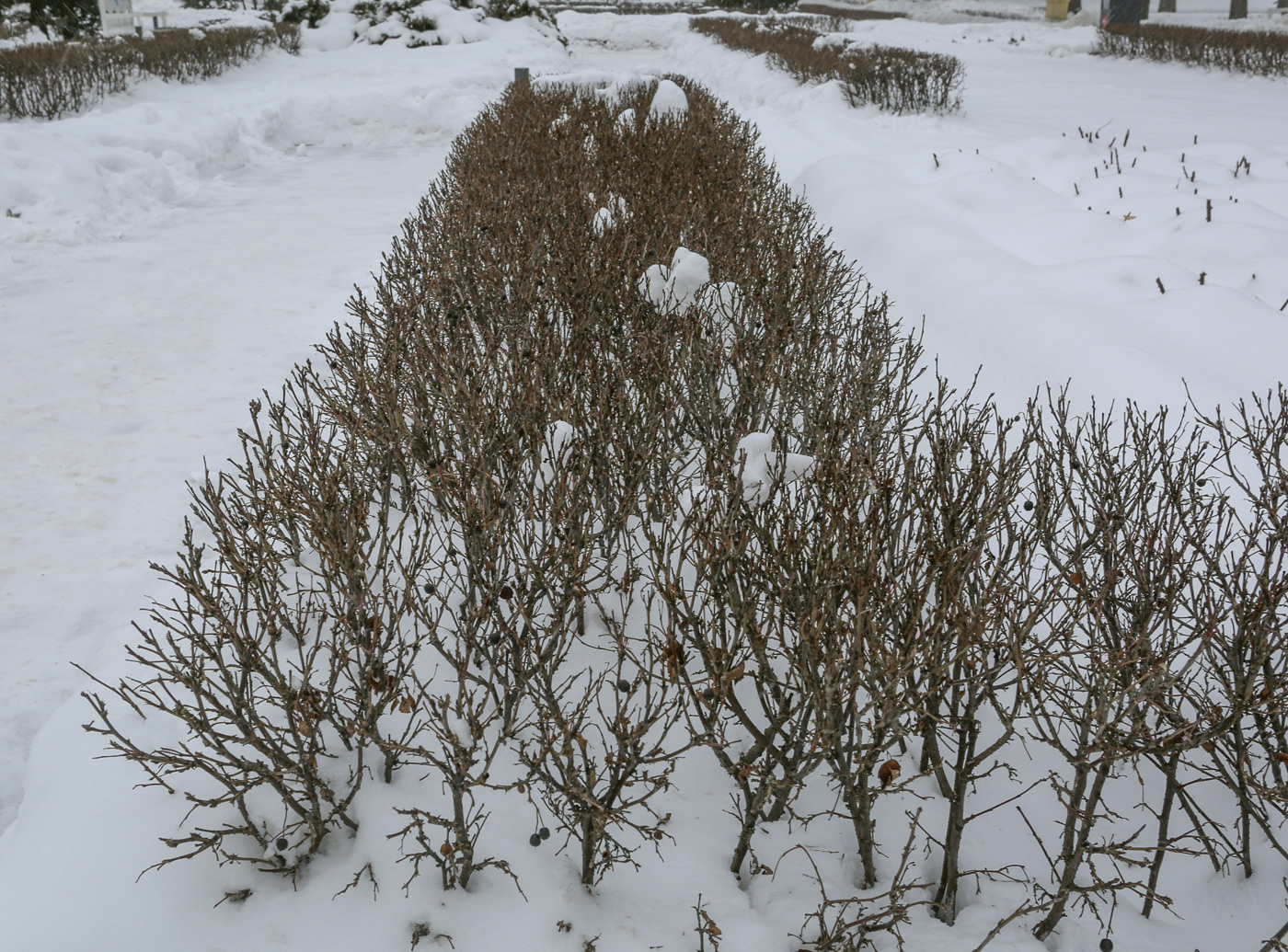 Image of Cotoneaster lucidus specimen.