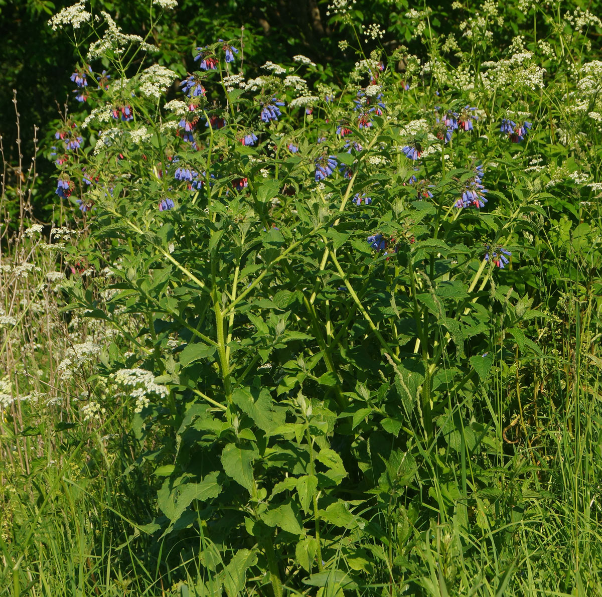 Изображение особи Symphytum asperum.