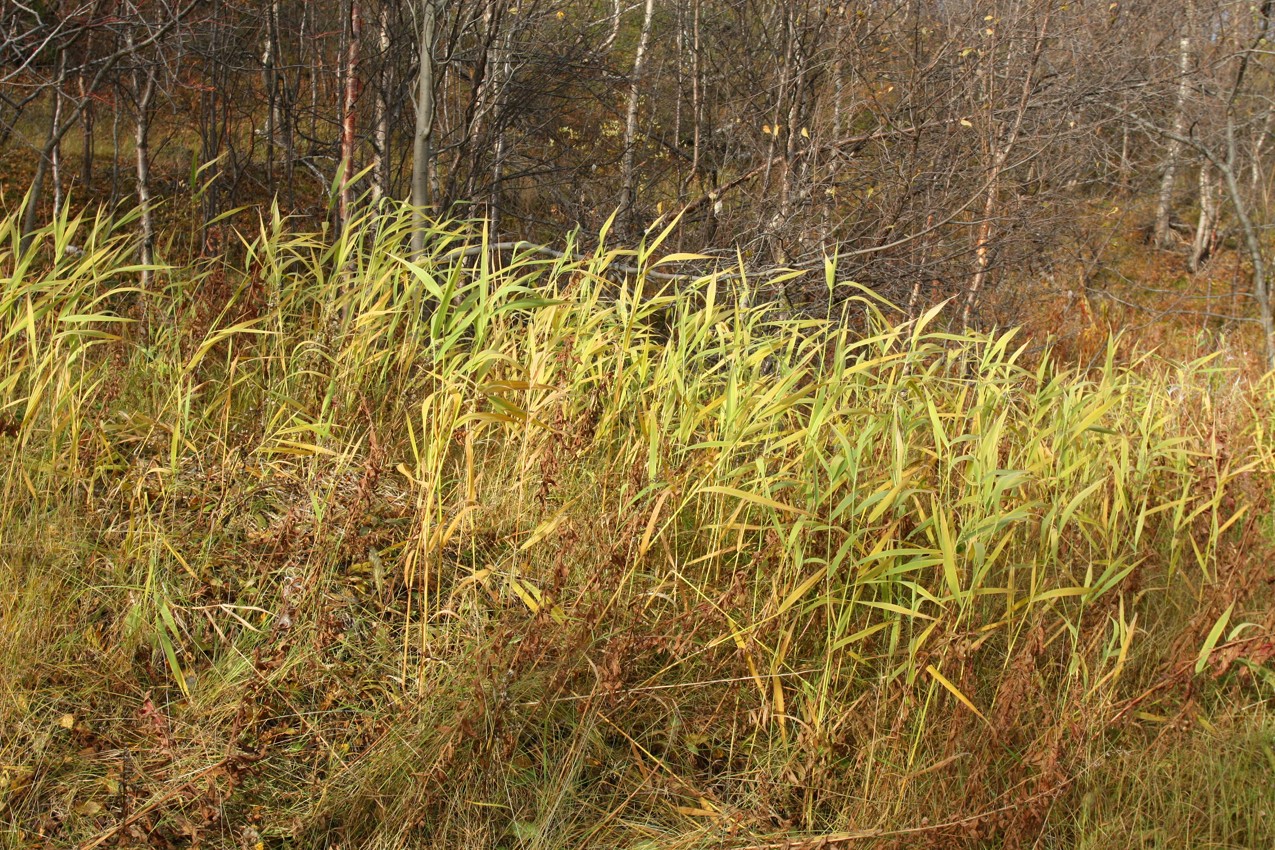 Image of Phalaroides arundinacea specimen.