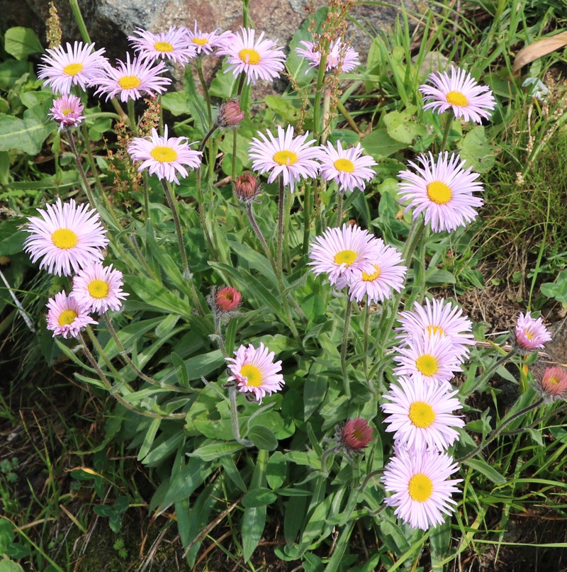 Image of Erigeron venustus specimen.