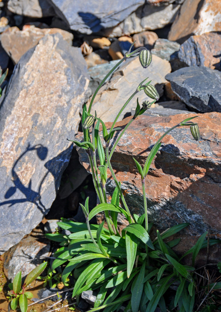 Image of Gastrolychnis gonosperma specimen.