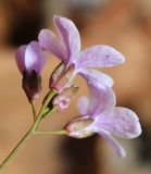 Cardamine trifida