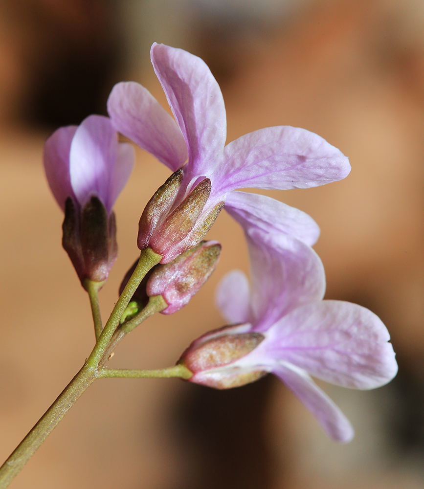 Image of Cardamine trifida specimen.