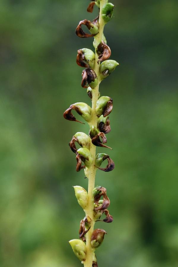 Изображение особи Pedicularis incarnata.