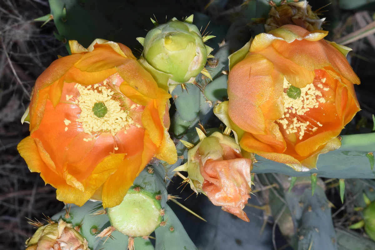 Image of genus Opuntia specimen.