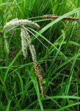 Carex acuta